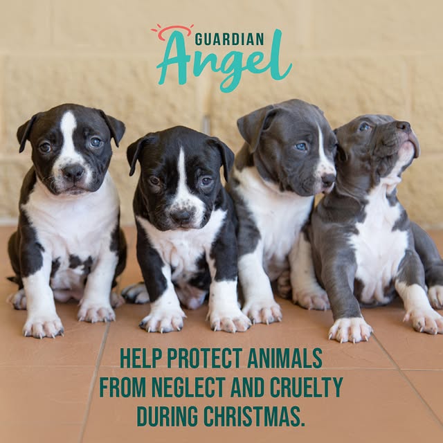 Post by rspcaaustralia