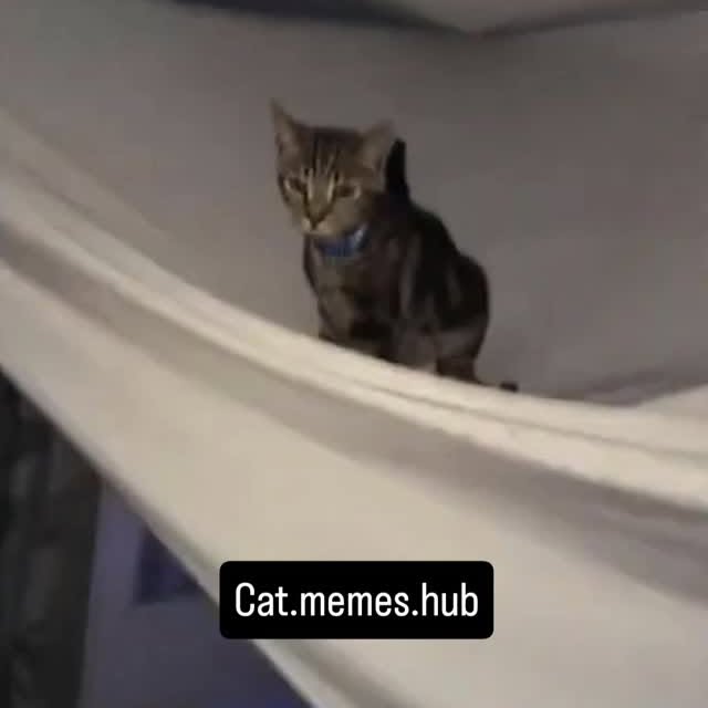Post by cat.memes.hub