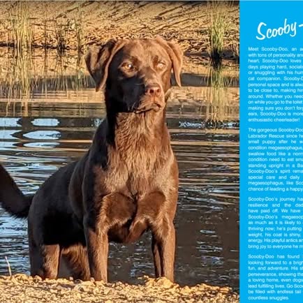 Post by labrador.rescue.australia