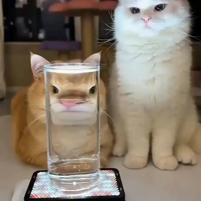 Post by kitty_mittymeow