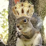 ardilla maravilla's profile picture