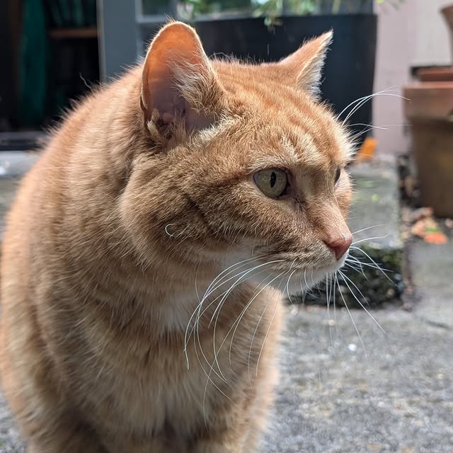 Post by cobblerkittycat