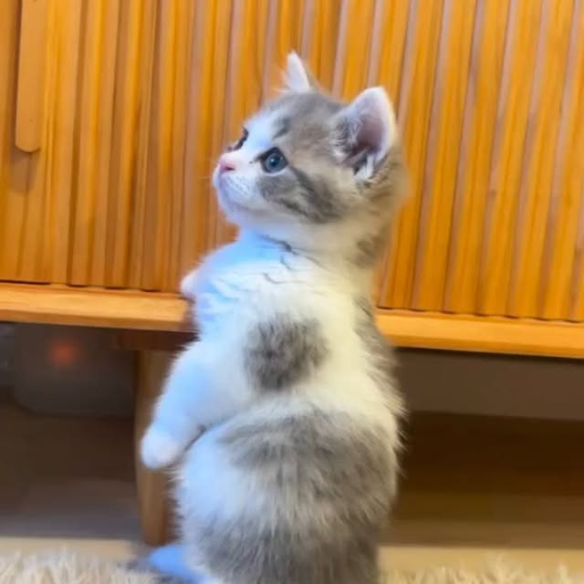 Post by houseofkittyss