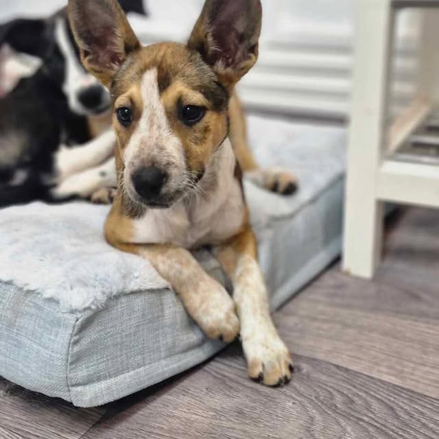 Post by strongheartsdogs