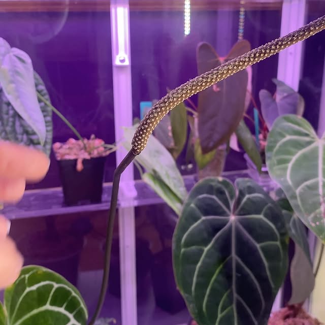 Post by kellylynn.plants