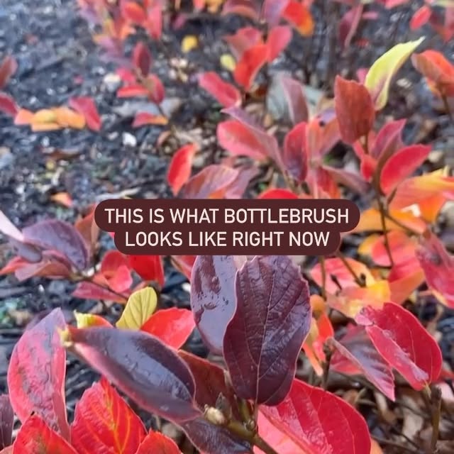 Post by greatgardenplants