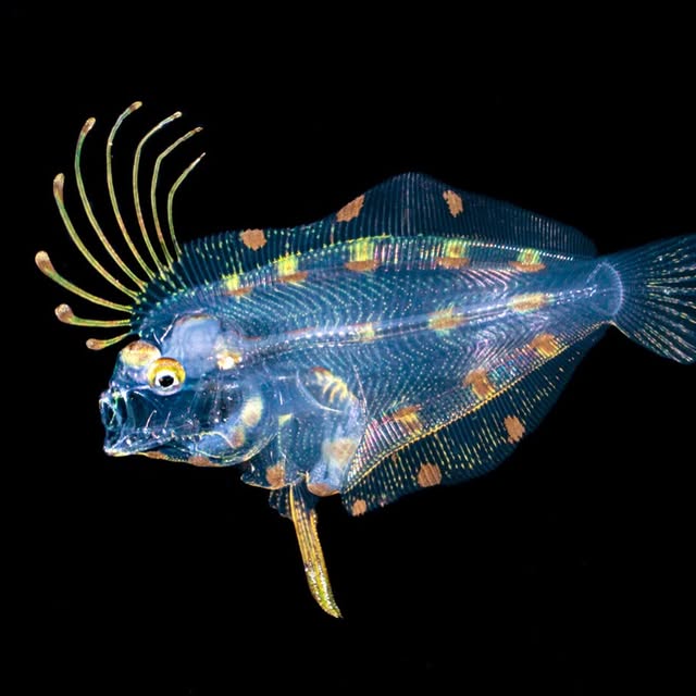 Post by alexmustard1