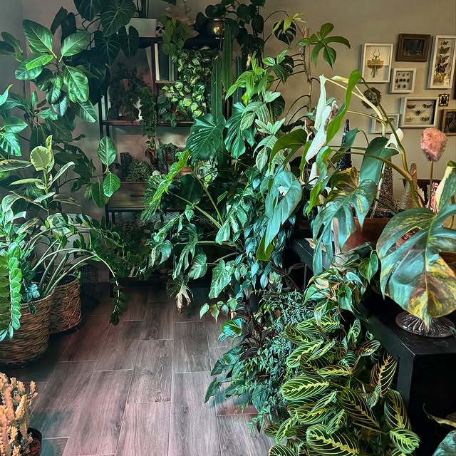 Post by agothicarygardens