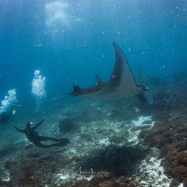 Post by mantarheidivecenter