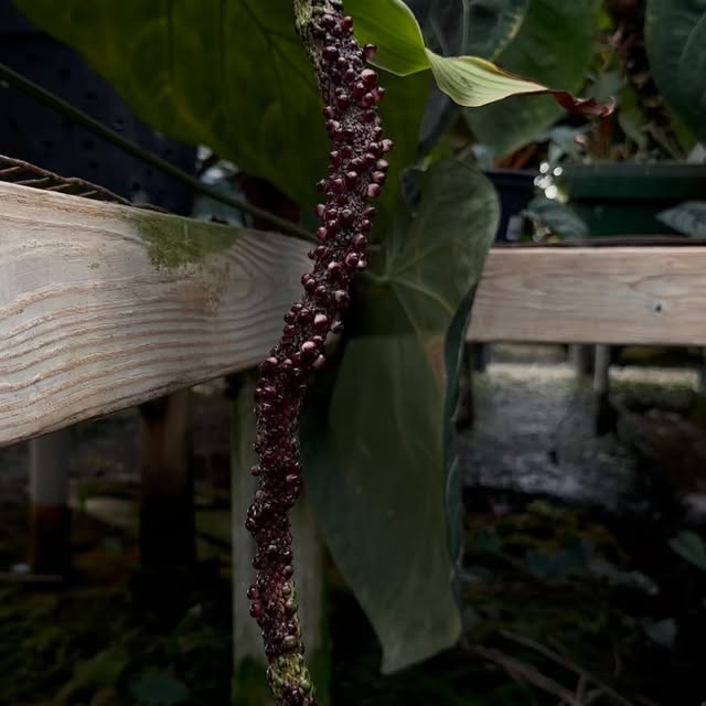 Post by stevesleavesinc