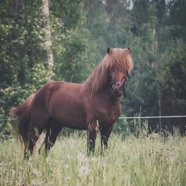 Post by koti_kiskossa