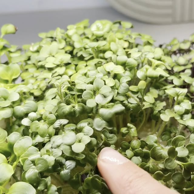 Post by geturbanleaf