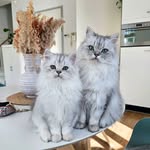 Ollie&Frenkie's profile picture