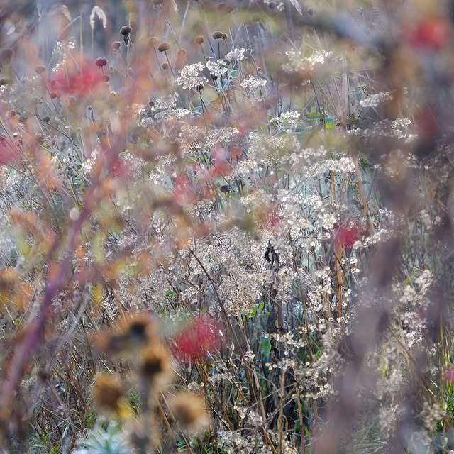 Post by arcadia_landscape_design