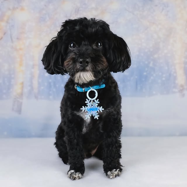 Post by yorkipoo_louie