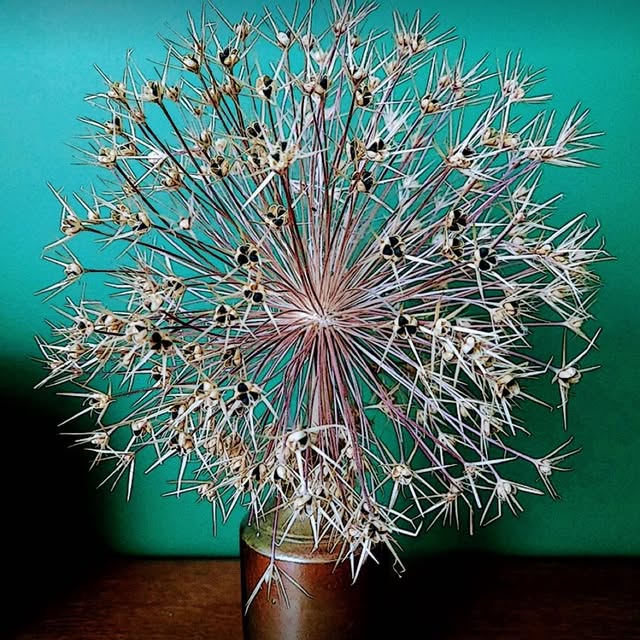 Post by the_hampshire_gardener