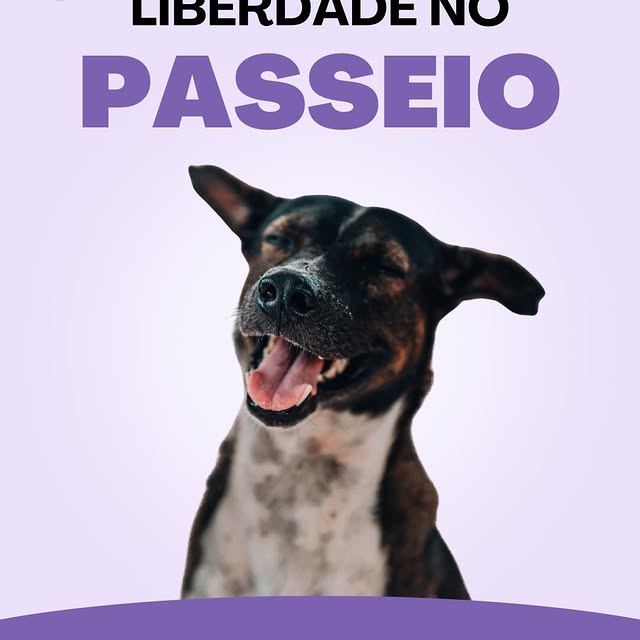 Post by tudosobrecachorros