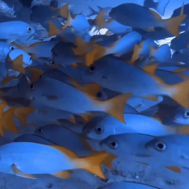 Post by travelfordiving