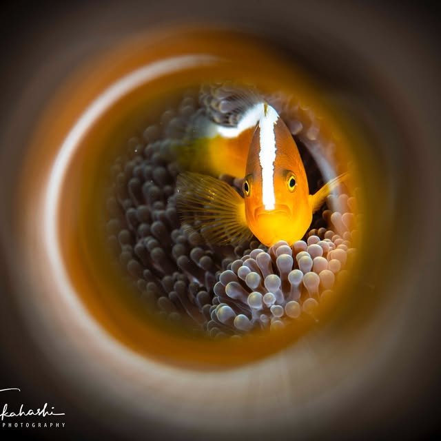 Post by reiko.alice.takahashi