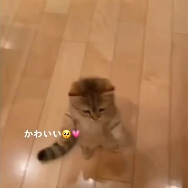 Post by bestcatsfans