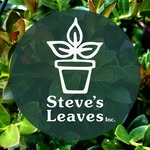 Steve's Leaves's profile picture