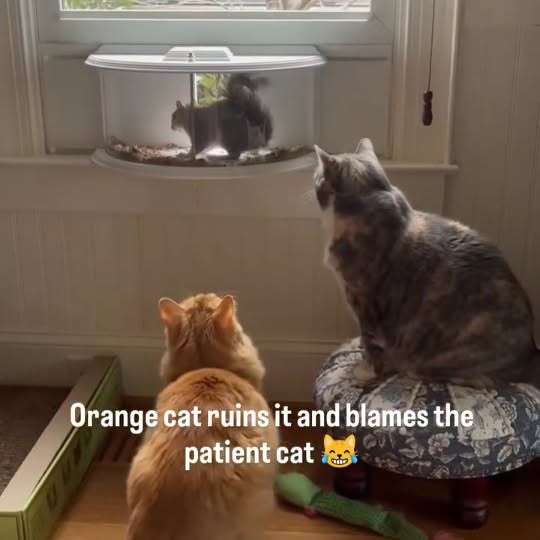 Post by cats_nomad18