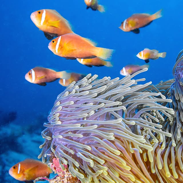 Post by akky_underwater