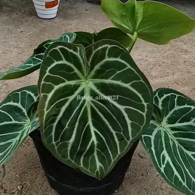 Post by bunga_allecia23