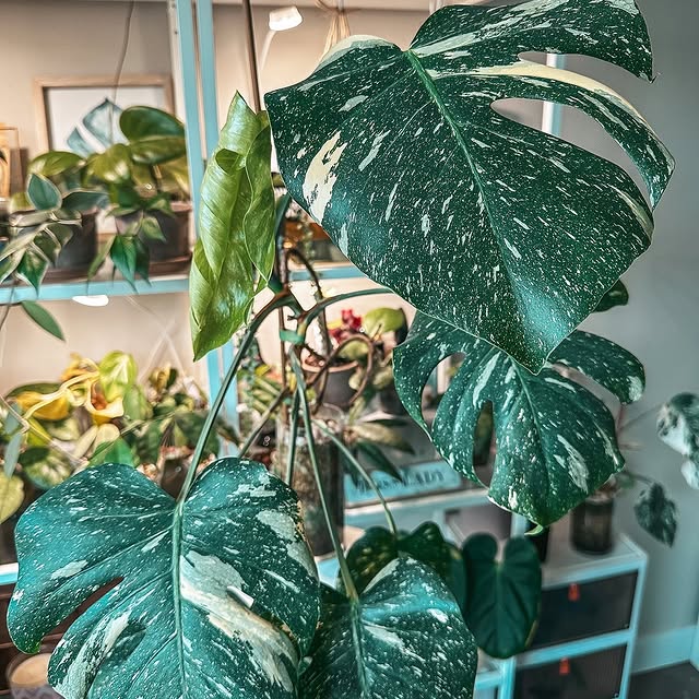 Post by my_plant_haven