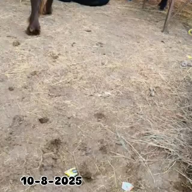 Post by malviya_dairy_farm_143