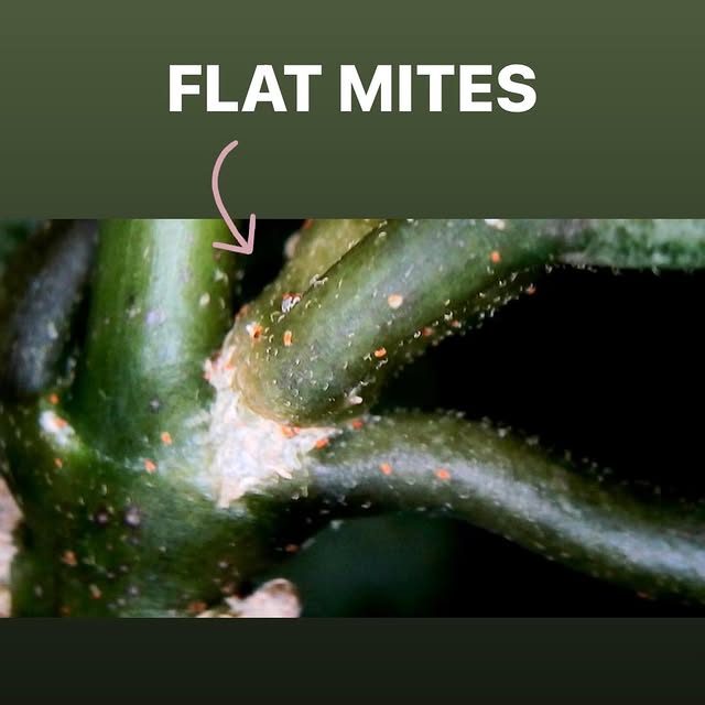 Post by lets.talkhoya