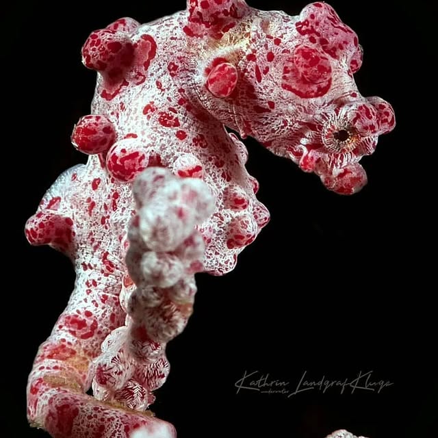 Post by kathrin_underwater