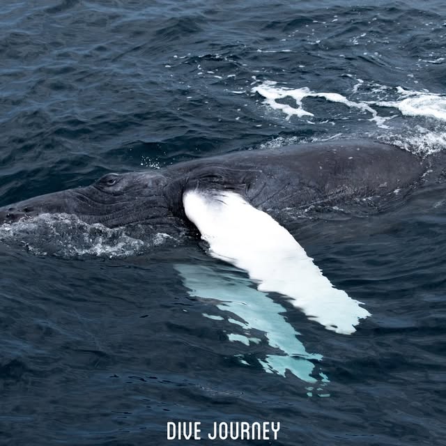 Post by dive_journey