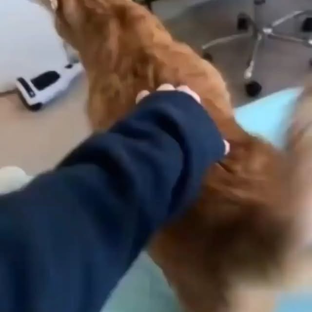 Post by bestcatsfans