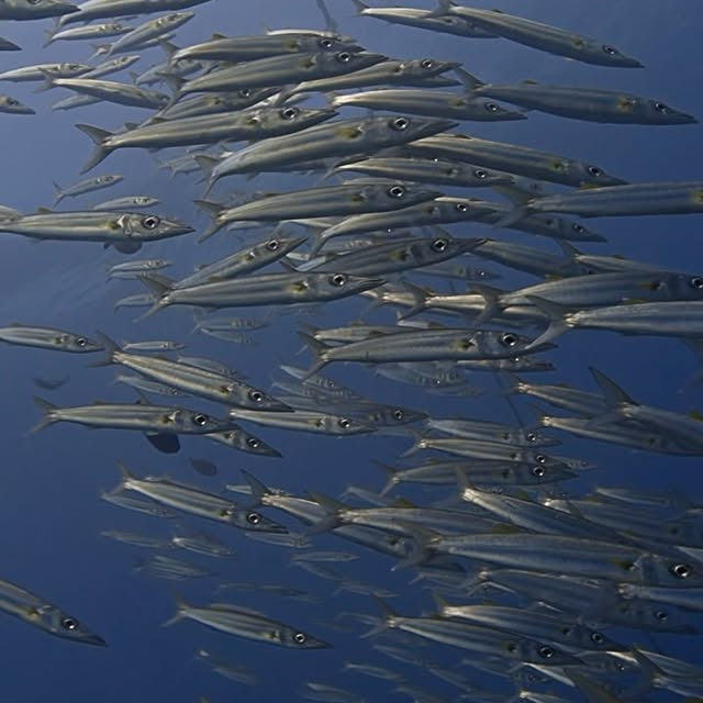 Post by uw.ocean.visuals