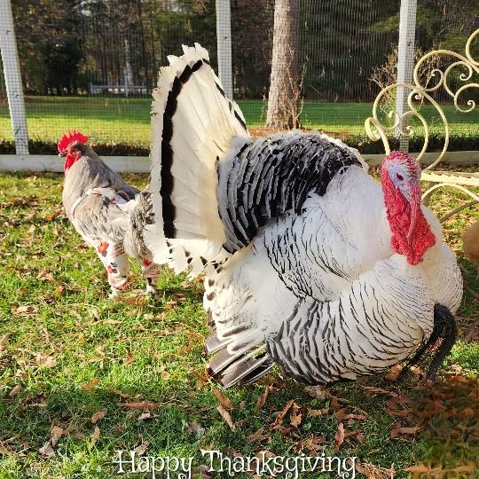 Post by happydaysfarm