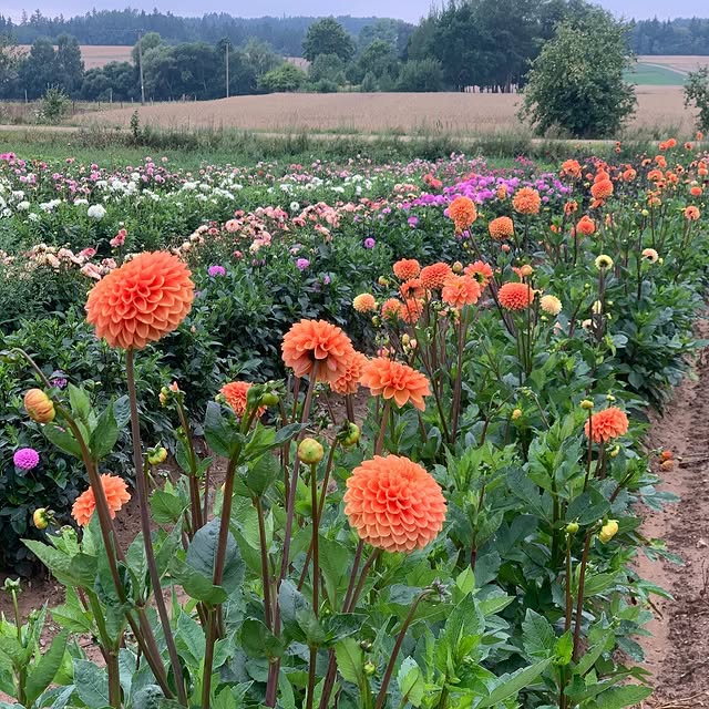 Post by serenada_dahlias