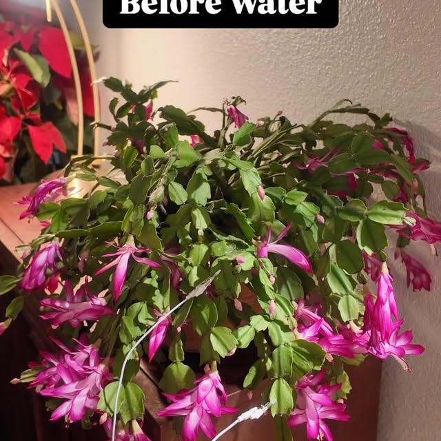 Post by tannertheplanter