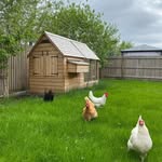 thehungerplatter's profile picture