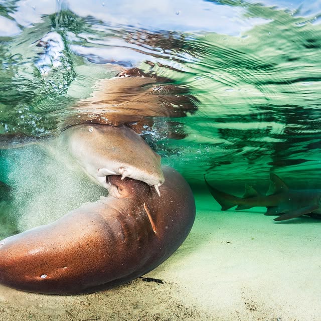 Post by shanegrossphoto