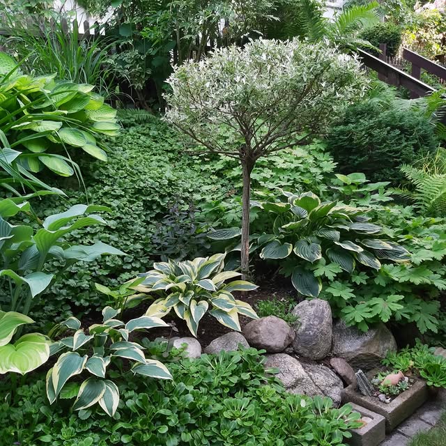 Post by sofiehills_tradgard