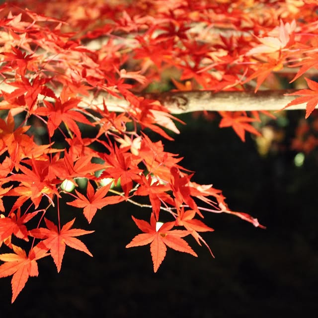 Post by japan_life365