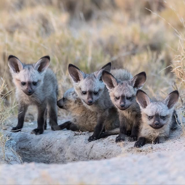 Post by grandafricasafaris