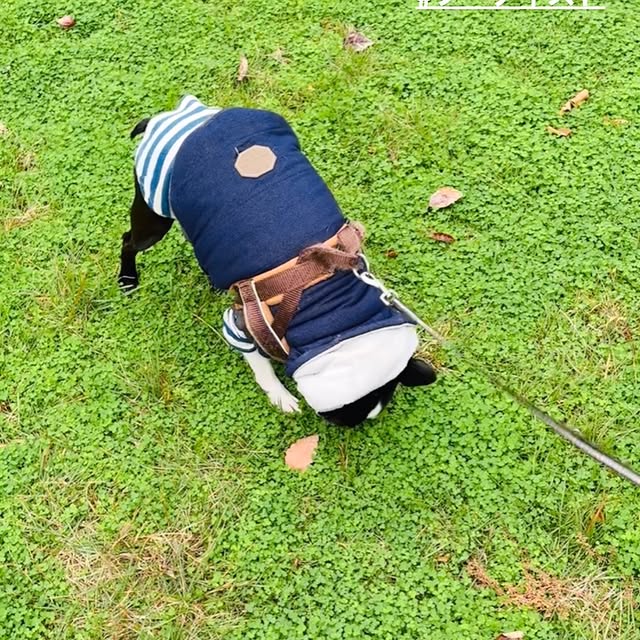 Post by yayoi_bostonterrier