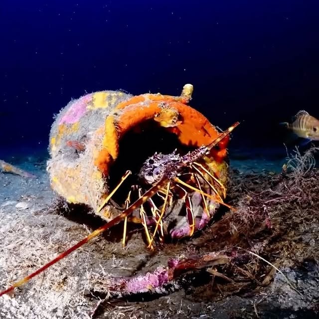 Post by davide_nautilus