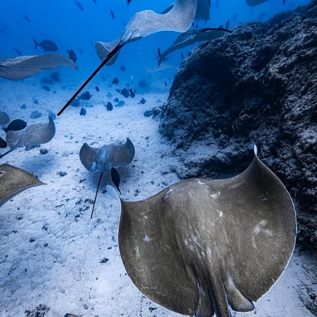 Post by akky_underwater