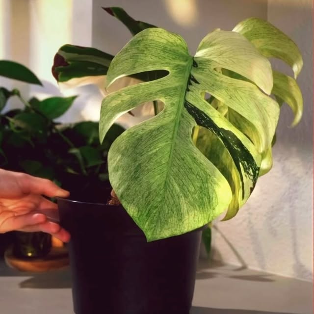 Post by aureumbotanicals