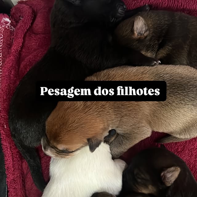 Post by casalpetfamily