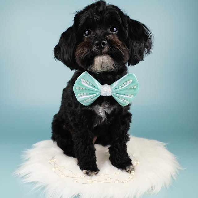 Post by yorkipoo_louie