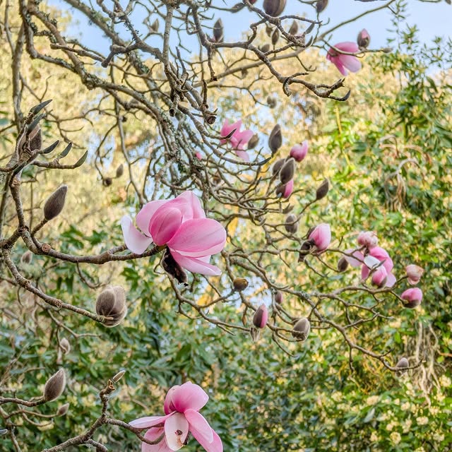 Post by trebahgardencornwall